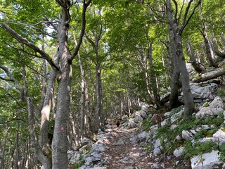 View of distant hills and mountain forests of Gorski Kotar from Risnjak National Park - Croatia...