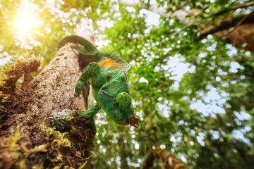 Parson's chameleon, an ultra-wide, close-up view of a huge multicolored chameleon climbing a tree trunk upside down against a sunny sky. Wild animal, Madagascar. © Martin Mecnarowski