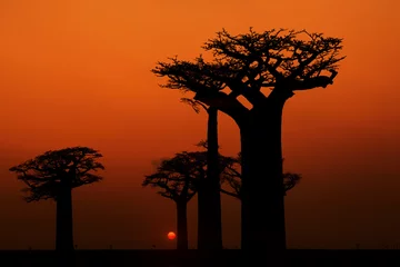 Gordijnen A group of massive baobabs, black silhouettes against a red sky and setting sun. Typical Madagascar scenery. The concept of travel in Madagascar, Africa, near the Indian Ocean. © Martin Mecnarowski