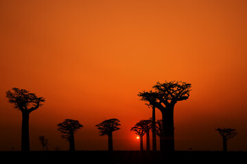A group of massive baobabs, black silhouettes against a red sky and setting sun. Typical Madagascar scenery. The concept of travel in Madagascar, Africa, near the Indian Ocean.