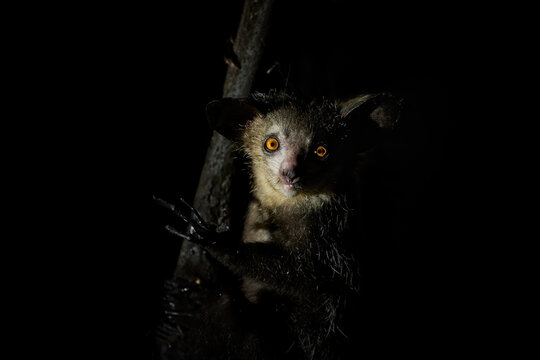 Night portrait of the Aye-Aye lemur, a rare and endangered animal endemic to Madagascar. Eerie and strange appearance, orange eyes, nocturnal lemur, wild animal.