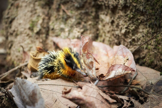 Lowland streaked tenrec, Hemicentetes semispinosus, rare to see, small tenrec in tropical lowland rain forest. Spiny, yellow-black banded insectivore. Wildlife of Madagascar theme.