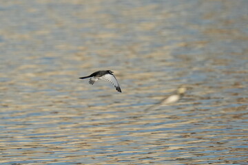 white wagtail in flight