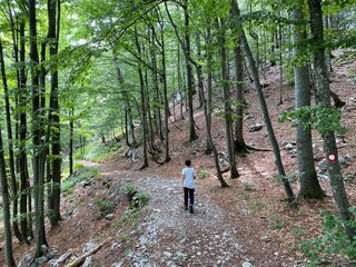 View of distant hills and mountain forests of Gorski Kotar from Risnjak National Park - Croatia...