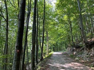 View of distant hills and mountain forests of Gorski Kotar from Risnjak National Park - Croatia (Pogled na udaljene brijegove i planinske šume Gorskog kotara iz nacionalnog parka Risnjak - Gorski kota