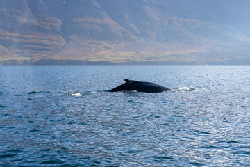 Icelandic Whale Swimming in a Fjord
