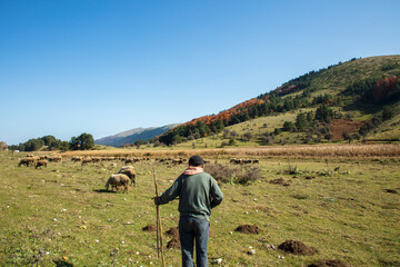 Fototapeta na wymiar a shepherd and a flock of sheep, forest in the background, wide angle
