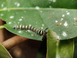 macro photo of a small caterpillar eating a green leaf