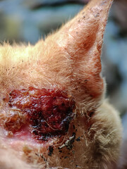 Photo of wound on cat's ear, orange in color