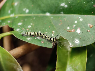 close up photo of some caterpillar  on a leaf