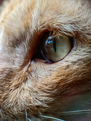 eye photo of an orange cat