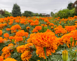 Flowers and plants in Turkey. High quality photo