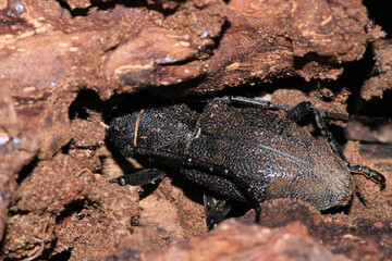Morimus asper black insect macro photo