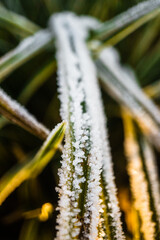 frost on the grass