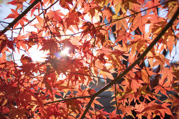 紅葉と光