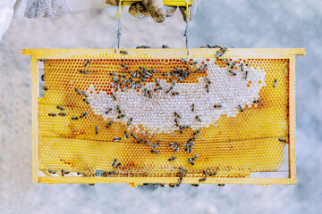 anonymous beekeeper holding a hive of bees