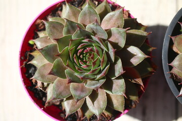rojnik Bedivere sempervivum