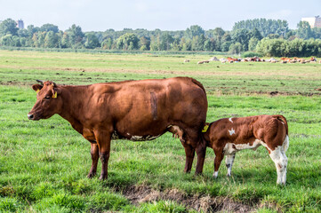 Fototapeta na wymiar Calf Drinking With The Mother Calf At Zunderdorp Village The Netherlands 2018
