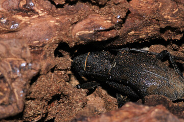 Morimus asper black insect macro photo