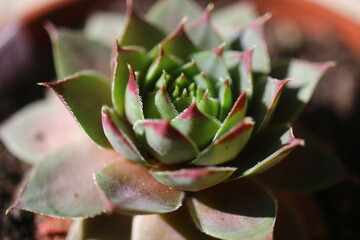 rojnik Bedivere sempervivum