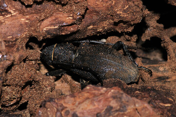 Morimus asper black insect macro photo