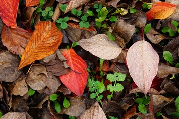 Autumn colored leaves on the grass.
