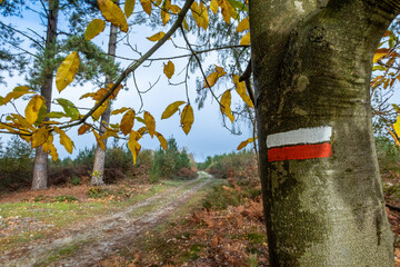 Balise rouge blanc d'un GR sur un chemin de randonnée en forêt - obrazy, fototapety, plakaty