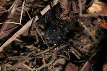 Morimus asper black insect macro photo
