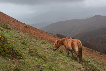 Horse with wet hair grazing in autumn in the rain