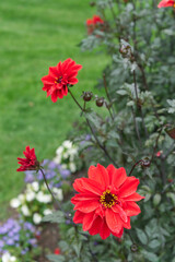 Red single-flowered Dahlias Garden