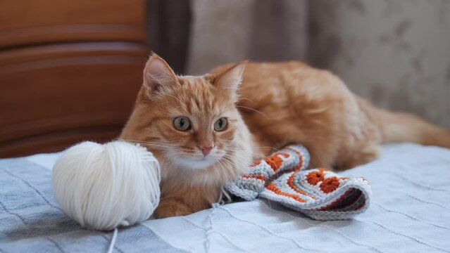 Ginger cat sits among yarn for crochet or knitting. Fluffy pet plays with knitted part and coils of threads.