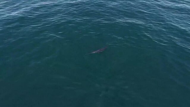 Swordfish Swimming On The Surface, Drone View, 4k