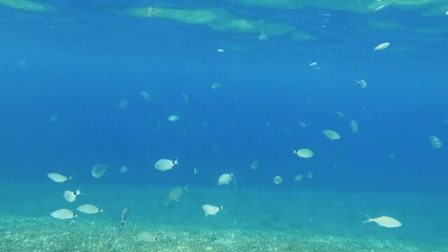 Underwater scene with school of fish swimming by. Enjoying and exploring the sea life in the Mediterranean.