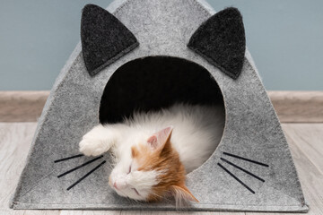 little kitten sits in a cat house.