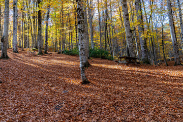 Beautiful autumn landscape, yellowed in the forest, reddish leaves falling from the tree to the...