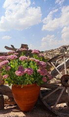 Fototapeta na wymiar Flowers and plants in Turkey. High quality photo