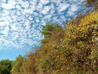 Sträucher im Herbst vor blauem Himmel mit Cumulus-Wolken auf dem Premium-Wanderweg Vitaltour Stein, Wein & Farbe bei Wallhausen im Landkreis Bad Kreuznach in der Nahe-Region von Rheinland-Pfalz. 