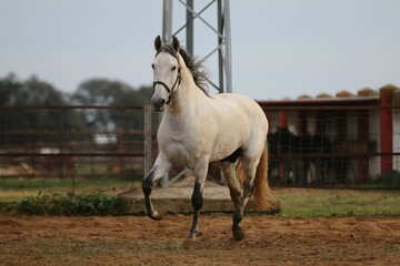 the spanish horse gallops free