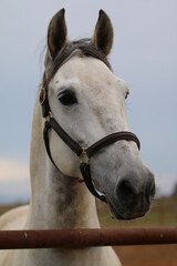 the spanish horse gallops free