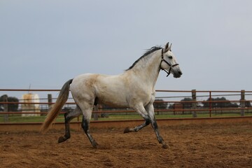 the spanish horse gallops free