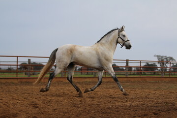 the spanish horse gallops free
