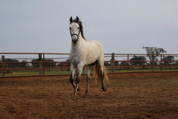 the spanish horse gallops free