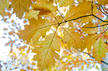 schöne Blumen für den Innenraum