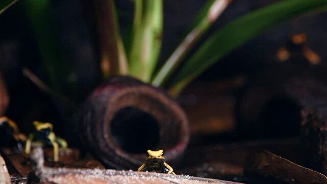 Young golden poison frogs on leaf litter looking for food