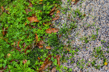 Soil texture sprouts growing from the ground next to stones