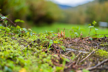 Soil texture sprouts growing up from the ground.