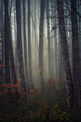 misty autumn forest in the morning