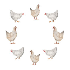 Frame with chicken. Watercolor hand-drawn frame with farm illustration on white background.