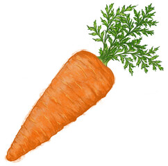 carrot on a white