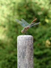 Beautiful yellow dragonfly with bokeh